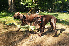 Ace playing with his sister Luna ..! ...