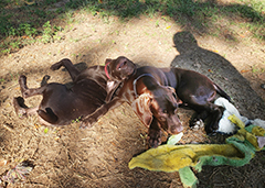 Ace - having fun on a ground / with sister Luna ..! ...