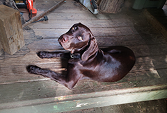 Ace at 4 month now!! ...