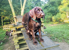 Argo the playful Brown Pointer puppy