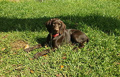 Gaby the cuddly Brown Pointer puppy