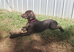 Luna lying on grass...!!