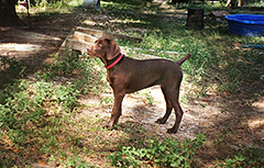 Luna .. walking in the yeard...