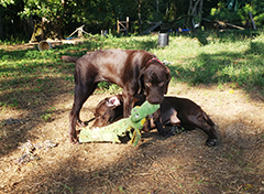 Luna (top) playing with her brother Ace...!!