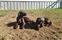 Remi, and Leo.. resting on the ground